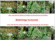 02 FastStone Image Viewer Bilderfolge horizontal